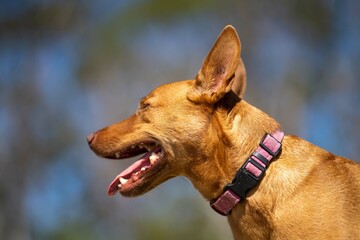 kelpie panting after a run in the bush in australia