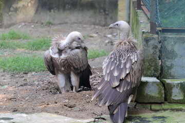 Fototapeta premium Violent vulture in the national zoo of Bangladesh