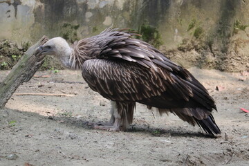 Vulture is a violent bird in the world.