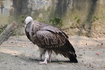 Fototapeta premium Vulture is clearing trush from environmen