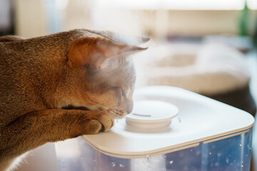 가습기 냄새를 맏는 고양이 cat humidifier cute abyssinian cat