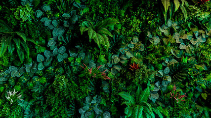 Herb wall, plant wall, natural green wallpaper and background. nature wall.  Nature background of green forest - Powered by Adobe