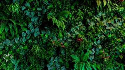 Schilderijen op glas Herb wall, plant wall, natural green wallpaper and background. nature wall.  Nature background of green forest © kanpisut