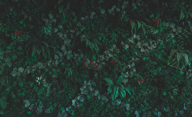 Herb wall, plant wall, natural green wallpaper and background. nature wall.  Nature background of green forest