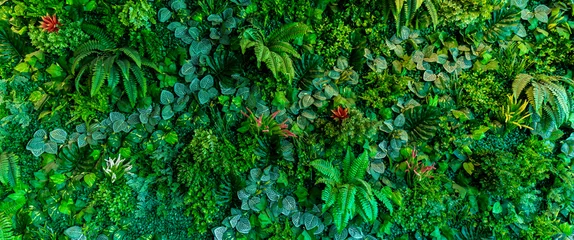 Fototapete Gras Herb wall, plant wall, natural green wallpaper and background. nature wall.  Nature background of green forest