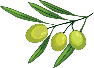 green olive branch. Olive branch with green olives on a white background.Vector illustration of simple Olive branch three with green olives