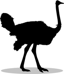 Ostriches Silhouette, cute Ostriches Vector Silhouette, Cute Ostriches cartoon Silhouette, Ostriches vector Silhouette, Ostriches icon Silhouette, Ostriches Silhouette illustration, Ostriches vector		