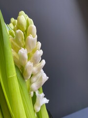 white hyacinth flower