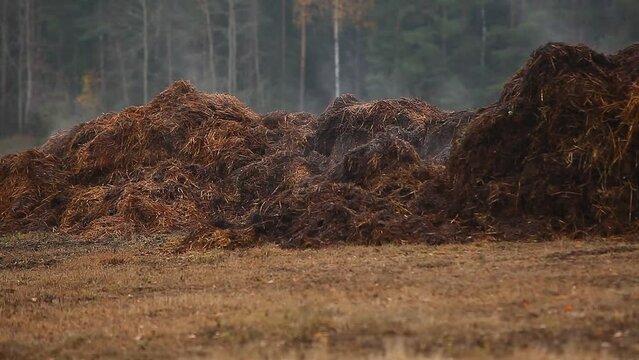 warm steam over a pile of straw with cow dung lies on the field