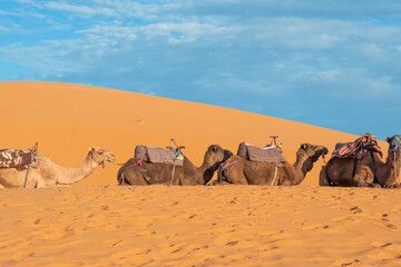 Fototapeta premium Dromedaries in line chilling in the sahara desert