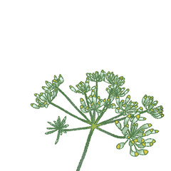 bunch of parsley