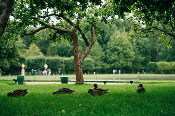 park in in Tsarskoe Selo park, St. Petersburg, Russia - sep 2022