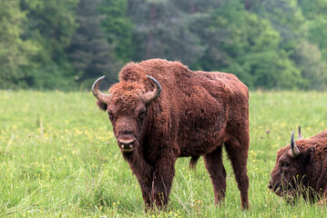 Orseg open air and buffalo reserve in a big national park This is the westernmost part of Hungary next to border of Austria and Slovenia. The ancient hungarian people lifestyle visible here.