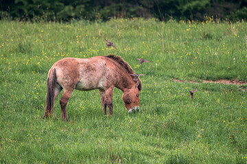 Orseg open air and buffalo reserve in a big national park This is the westernmost part of Hungary next to border of Austria and Slovenia. The ancient hungarian people lifestyle visible here.