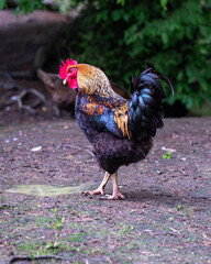 Orseg open air and buffalo reserve in a big national park This is the westernmost part of Hungary next to border of Austria and Slovenia. The ancient hungarian people lifestyle visible here.