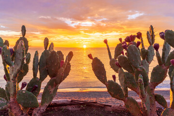 beautiful sea sunrise or sunset landscape with nice cactus on foreground and picturesque sky above horizon on background