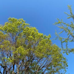 Obraz premium leaves against blue sky