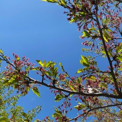 branches against sky