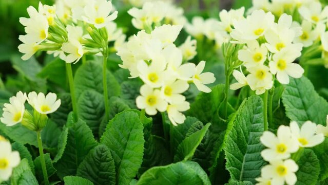 Easter concept. Primrose Primula with yellow flowers in flowerbed in spring time. Inspirational natural floral spring or summer blooming garden or park. Hello spring