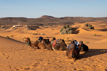 Fototapeta premium Dromedaries in line chilling in the sahara desert