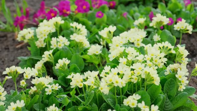 Easter concept. Primrose Primula with yellow flowers in flowerbed in spring time. Inspirational natural floral spring or summer blooming garden or park. Hello spring