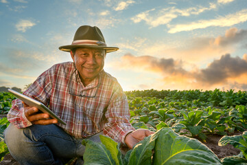 An old Asian male garden owner. working in agriculture in a tobacco plantation Asian male senior...