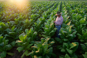 Asian man gardener working in agriculture in a tobacco plantation Asian male senior farmer standing...