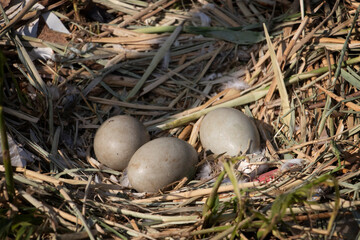 three swan eggs in a nest