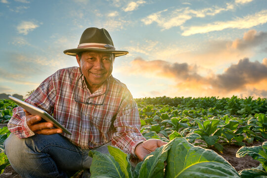 An old Asian male garden owner. working in agriculture in a tobacco plantation Asian male senior farmer standing in his tobacco plantation against evening sunset.