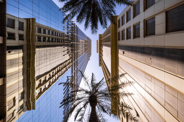 Symmetrical shot of two skyscrapers facing each other in downtown Dubai, with two palm trees standing between them