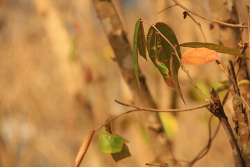 flowers in the morning