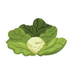 Green cabbage vegetable vector illustration isolated on white background. Food ingredients drawing with cartoon simple flat colors.