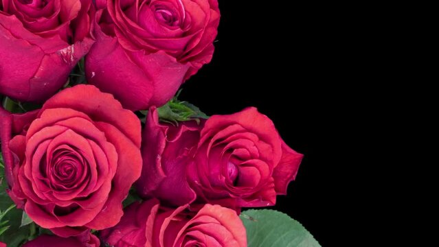 Bouquet of red roses on a black background. Time lapse, close-up. Wedding background, Valentine's day concept. There is space for text