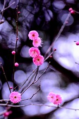 pink cherry blossom