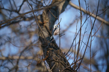 ウトナイ湖のシマエナガ13