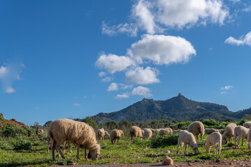 Fototapeta premium Flock of sheep grazing in a green meadow