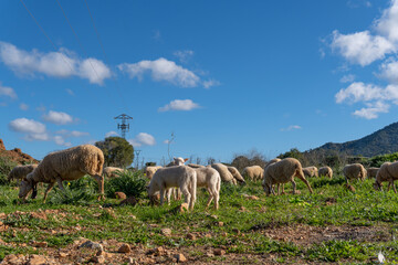 Naklejka na ściany i meble Flock of sheep grazing in a green meadow on the island of Mallorca on a sunny winter morning. Spain