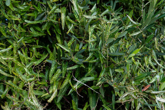 Wild sarsaparrilla plant, Smilax aspera
