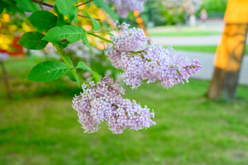 Blooming spring flowers. Beautiful flowering flowers of lilac tree. Spring concept. The branches of lilac on a tree in a garden.