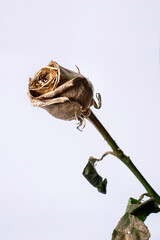 gold flower