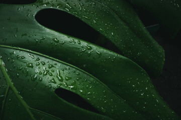 Green leaf
