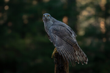 Beautiful adult of Northern Goshawk (Accipiter gentilis) on a branch with a prey in the forest of Noord Brabant in the Netherlands.                                              