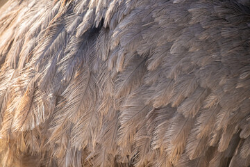 Closeup detail on feather of Nandu (Rhea American).