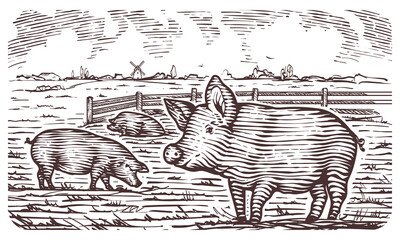 Engraving illustration of countryside view with pigs on a farm. Vector hand drawn illustration