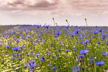 Field of wild blue flowers, chamomile and wild daisies in spring, in remote rural area