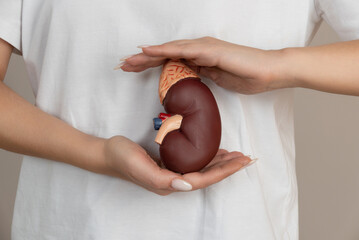 woman is holding mockup human kidney . Help and care concept