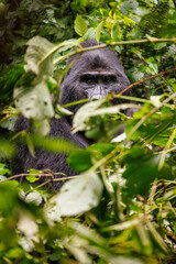 Eastern mountain gorilla in tropical forest of Uganda - 561472011