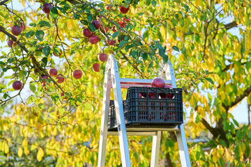 Harvesting apples in autumn garden, box with ripe red organic apples on stepladder