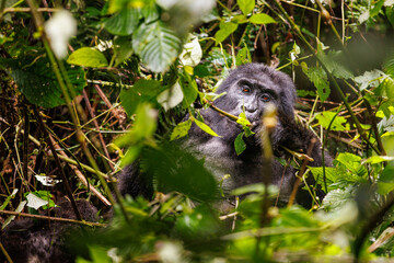 Eastern mountain gorilla in tropical forest of Uganda - 561472252