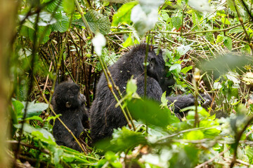 Eastern mountain gorilla in tropical forest of Uganda - 561472403
